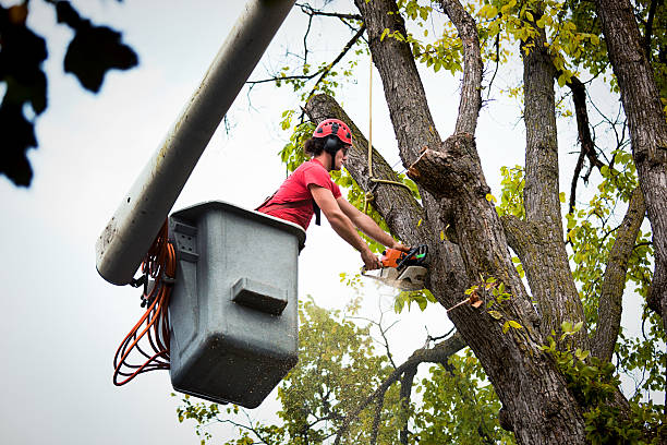 Best Tree Root Removal  in Berrien Springs, MI